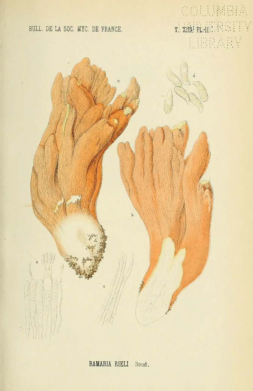 Ramaria rielii (Ramaria rielii) — photo mycologique