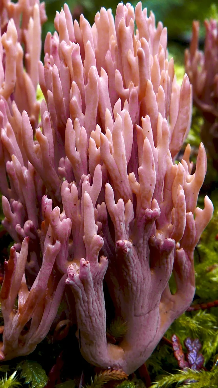 Ramaria rubella (Ramaria rubella) — photo mycologique