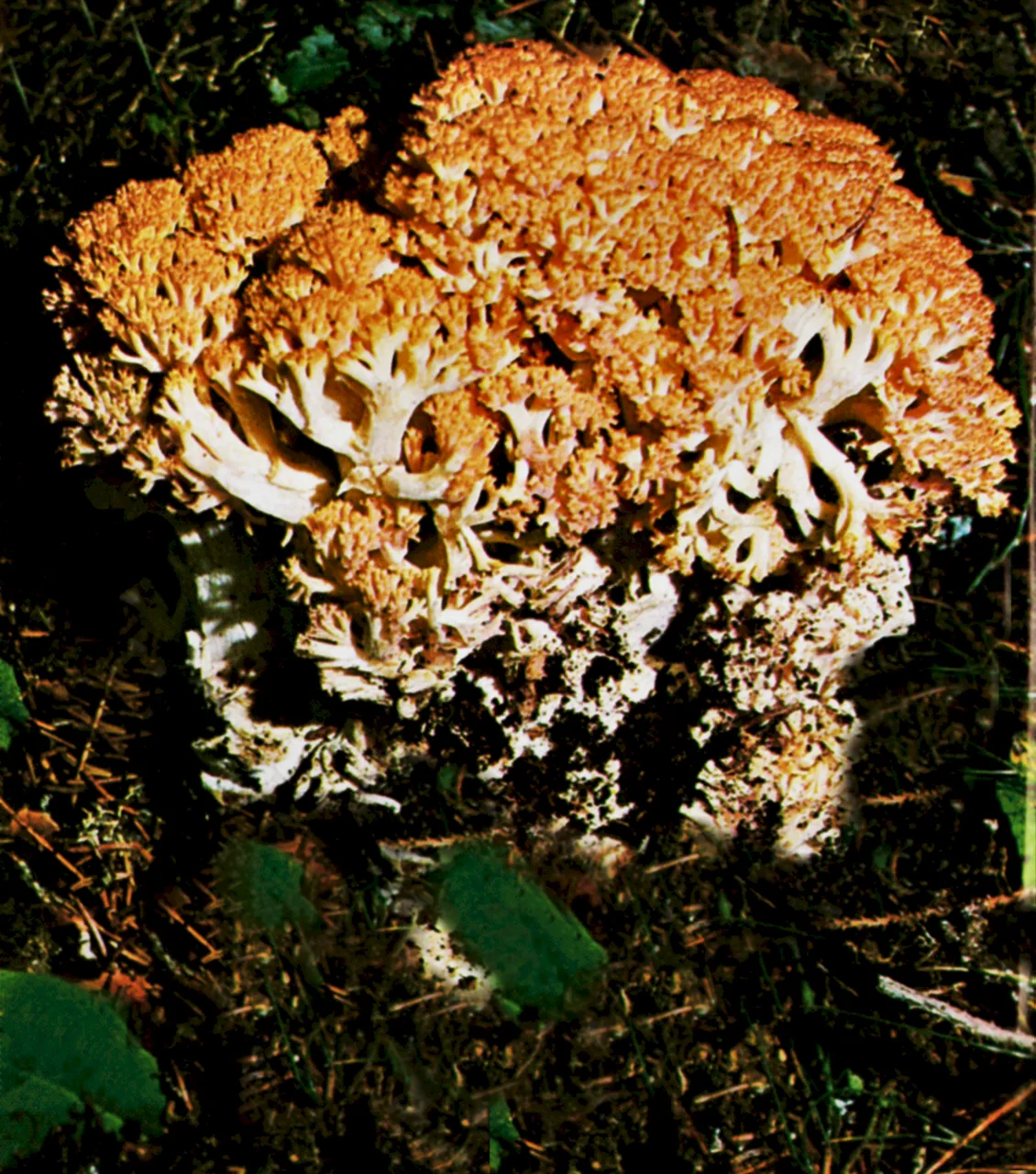 Ramaria rufescens (Ramaria rufescens) — photo mycologique