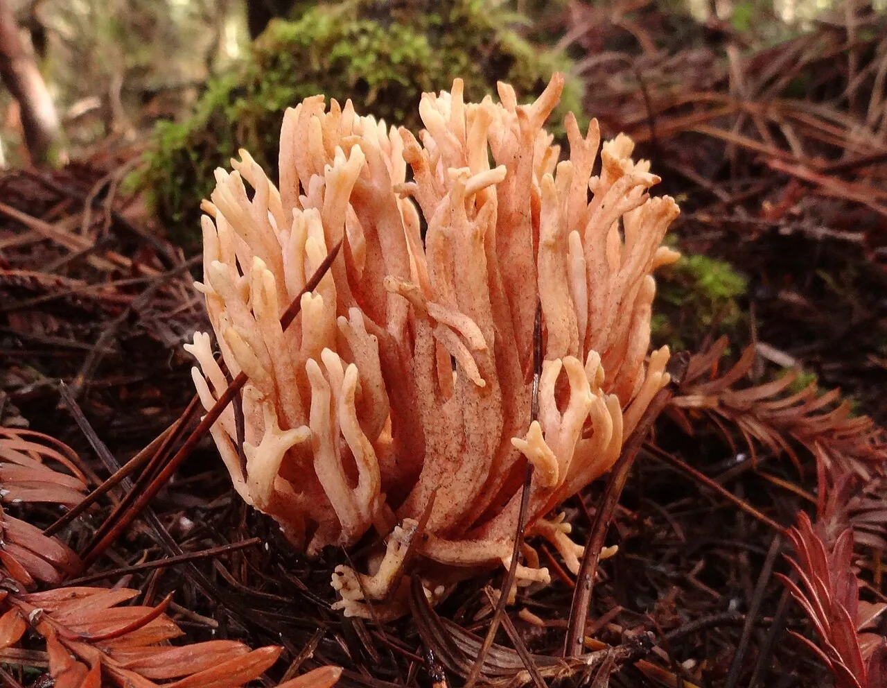 Ramaria sandaracina (Ramaria sandaracina) — photo mycologique