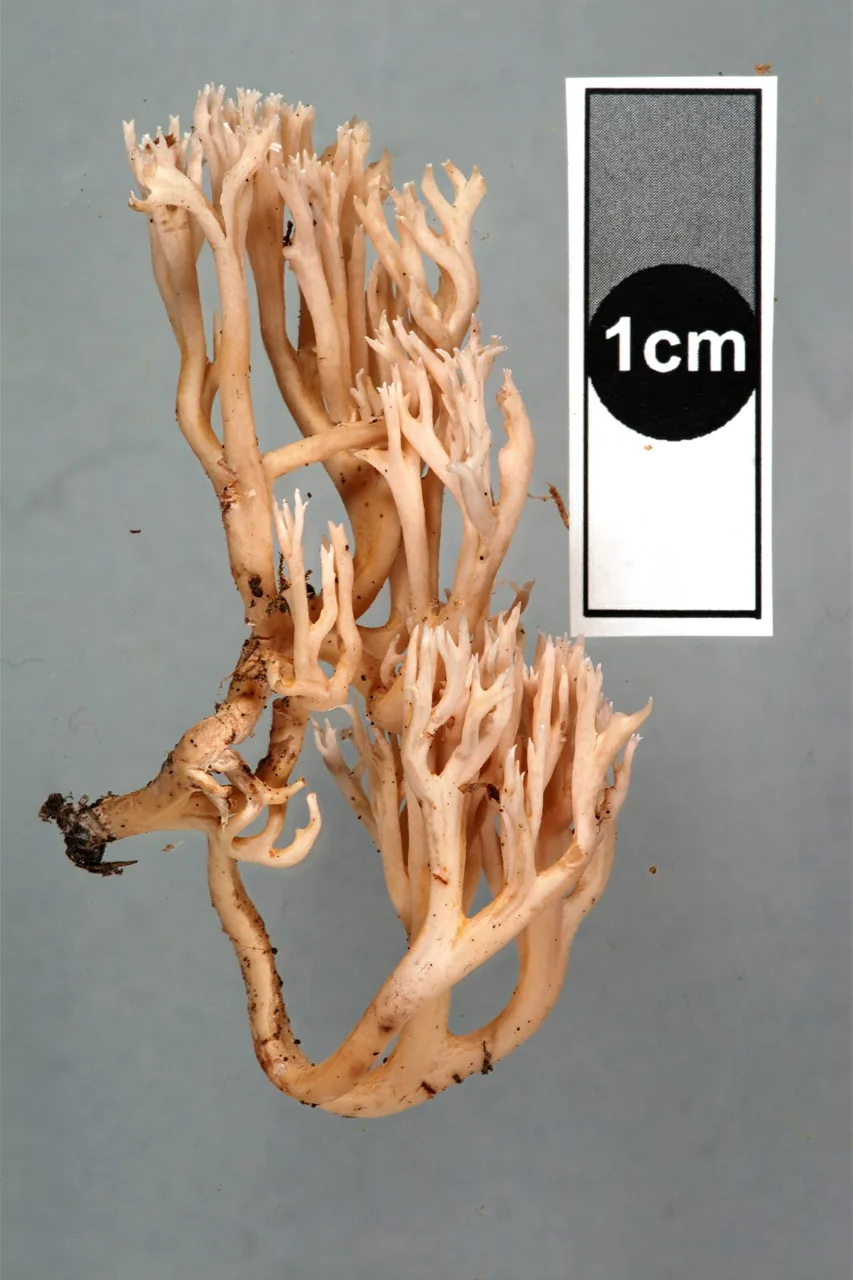 Ramaria sclerocarnosa (Ramaria sclerocarnosa) — photo mycologique