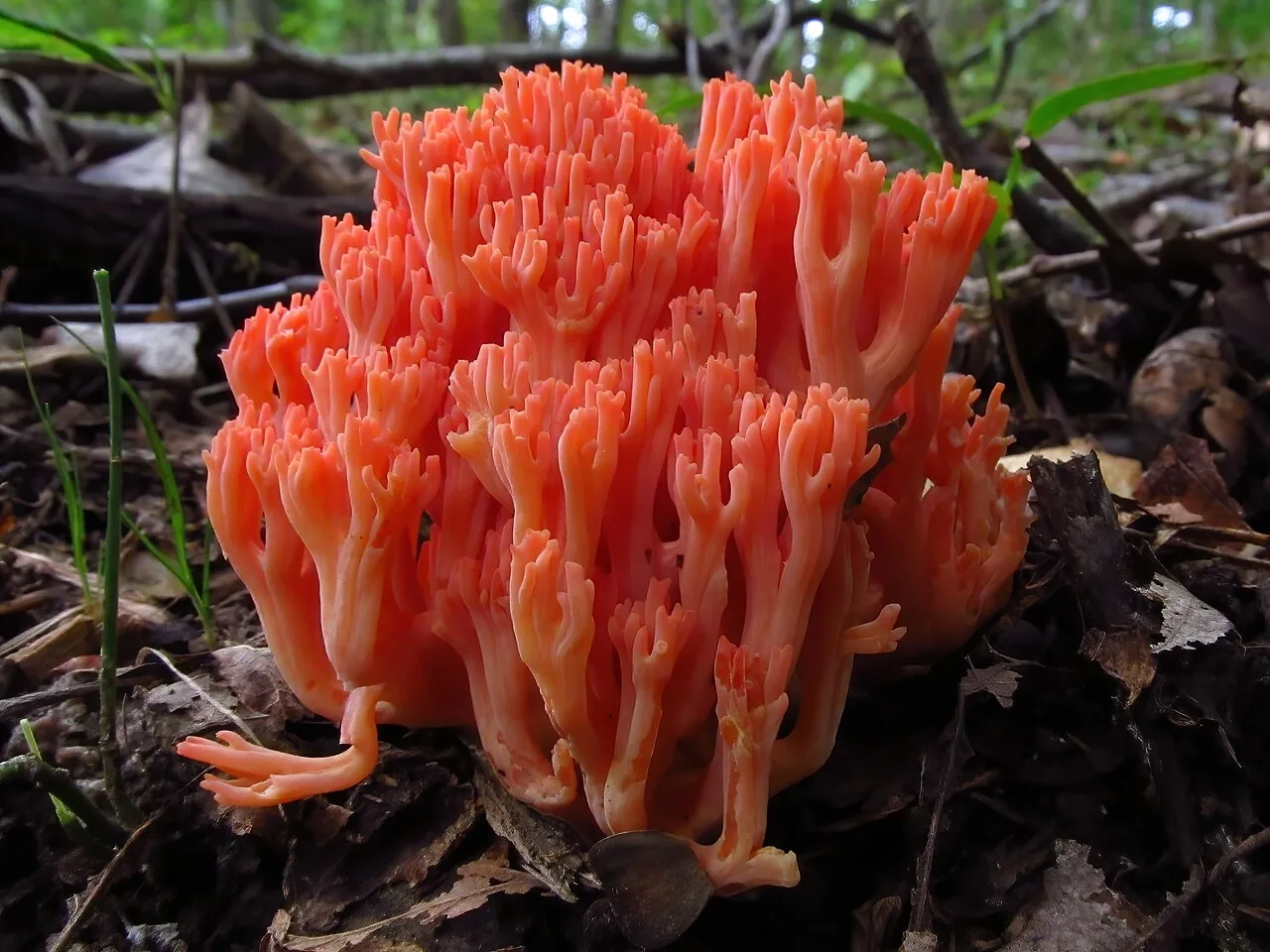Ramaria subbotrytis (Ramaria subbotrytis) — photo mycologique