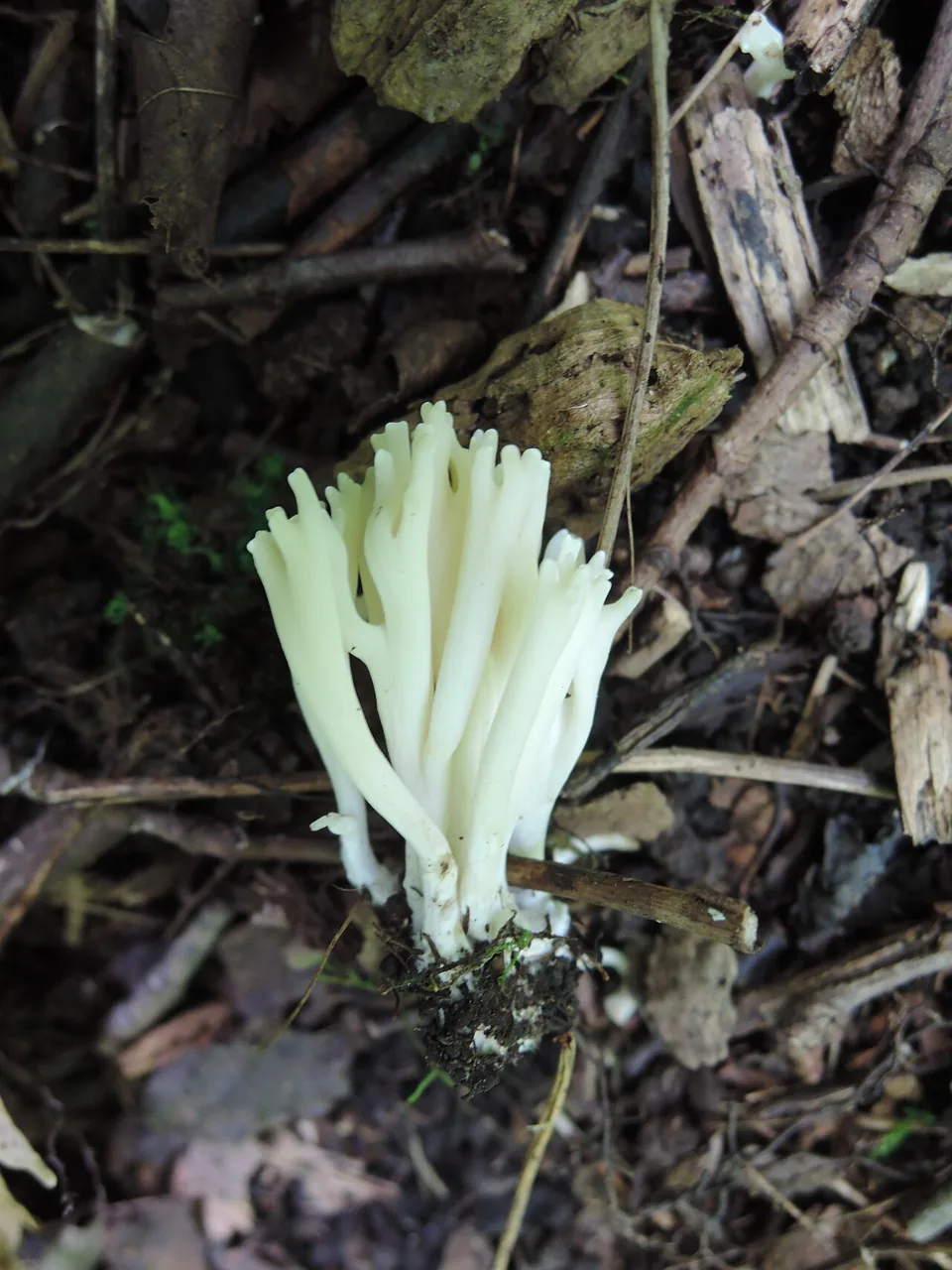 Ramaria suecica (Ramaria suecica) — photo mycologique