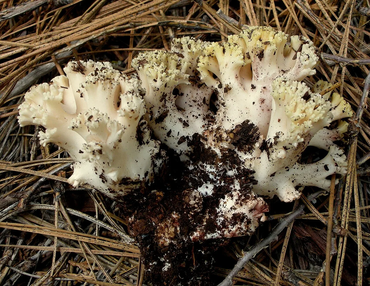 Ramaria vinosimaculans (Ramaria vinosimaculans) — photo mycologique