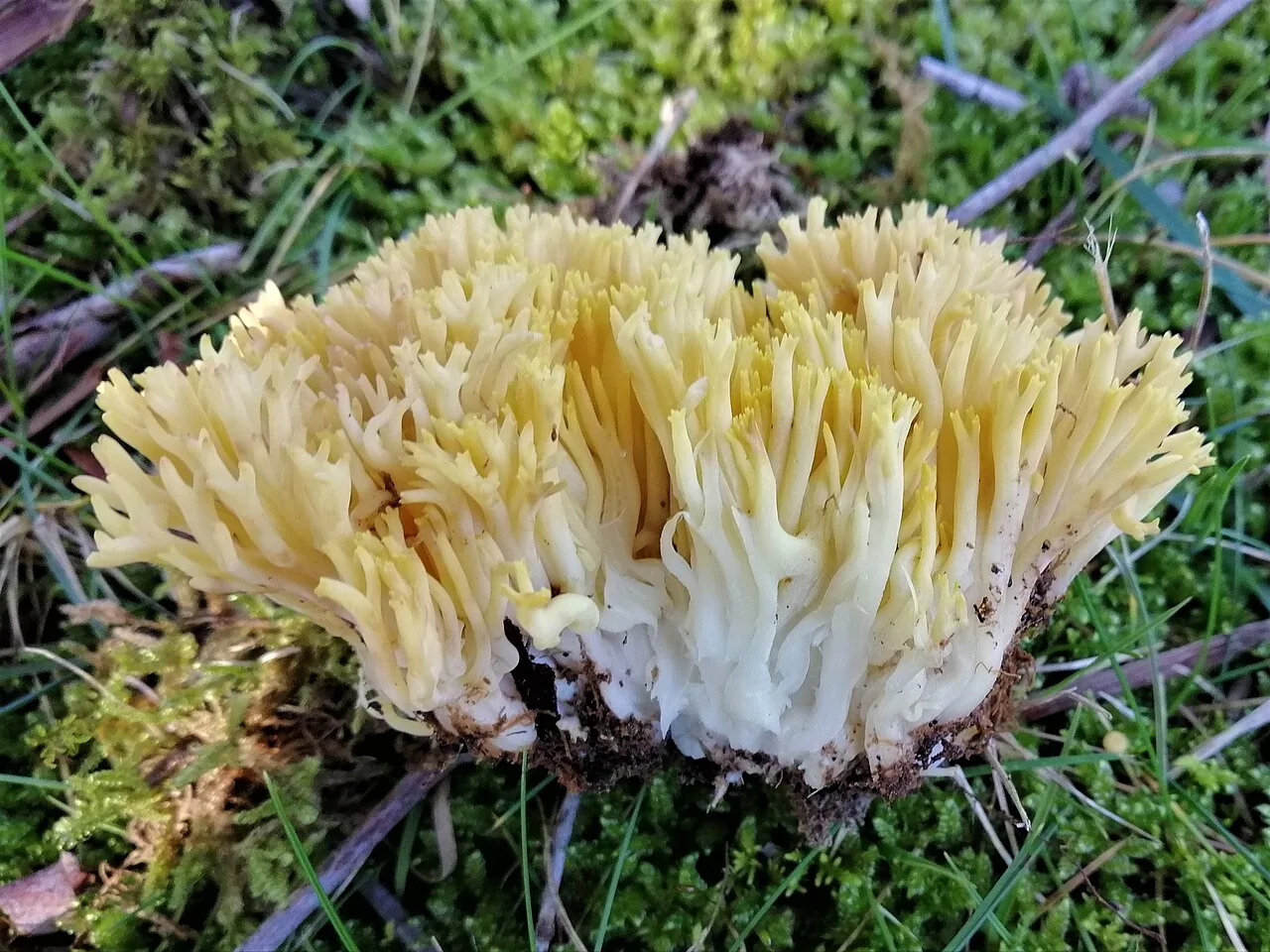 Ramaria watlingii (Ramaria watlingii) — photo mycologique