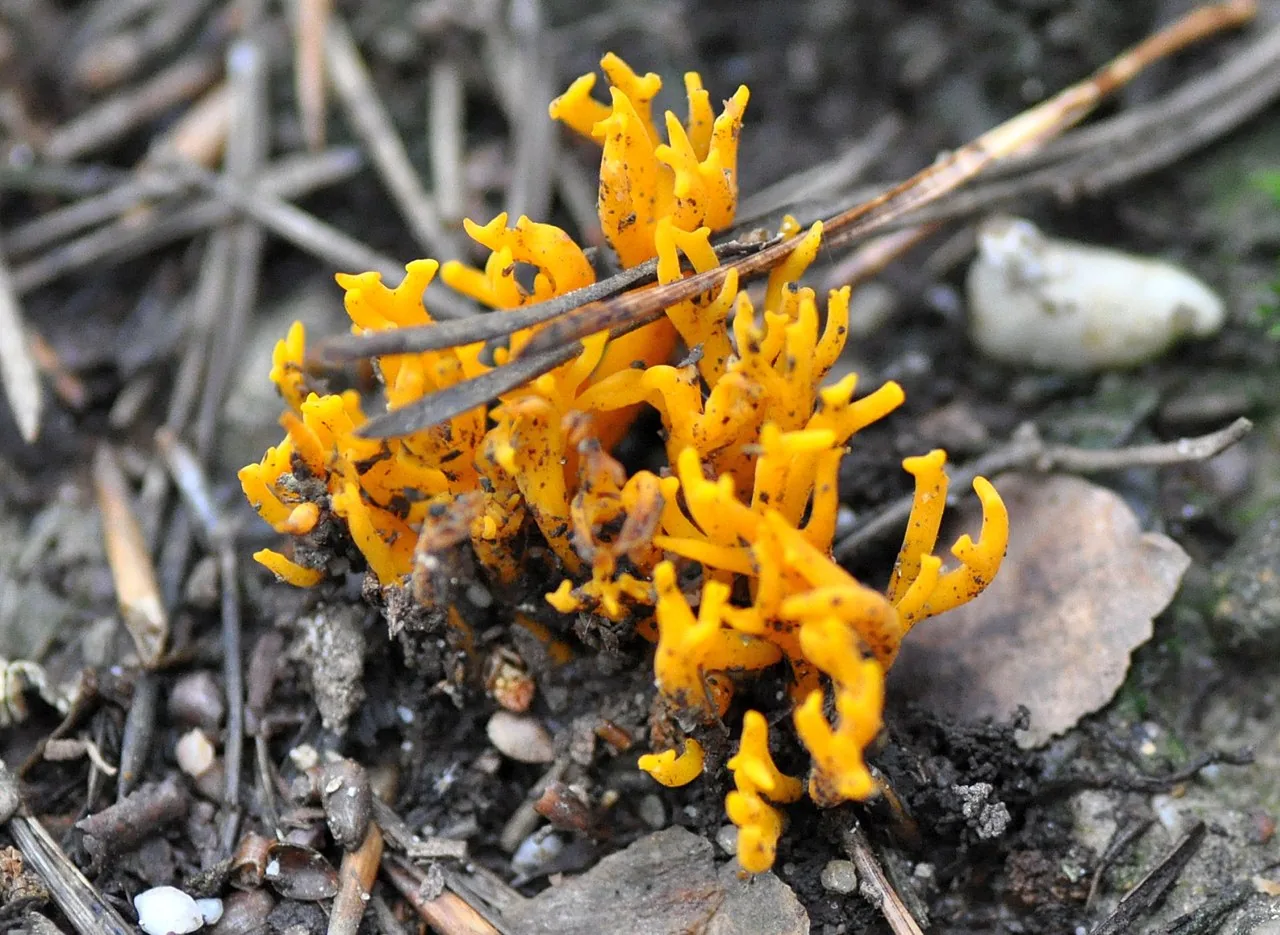 Ramariopsis crocea (Ramariopsis crocea) — photo mycologique
