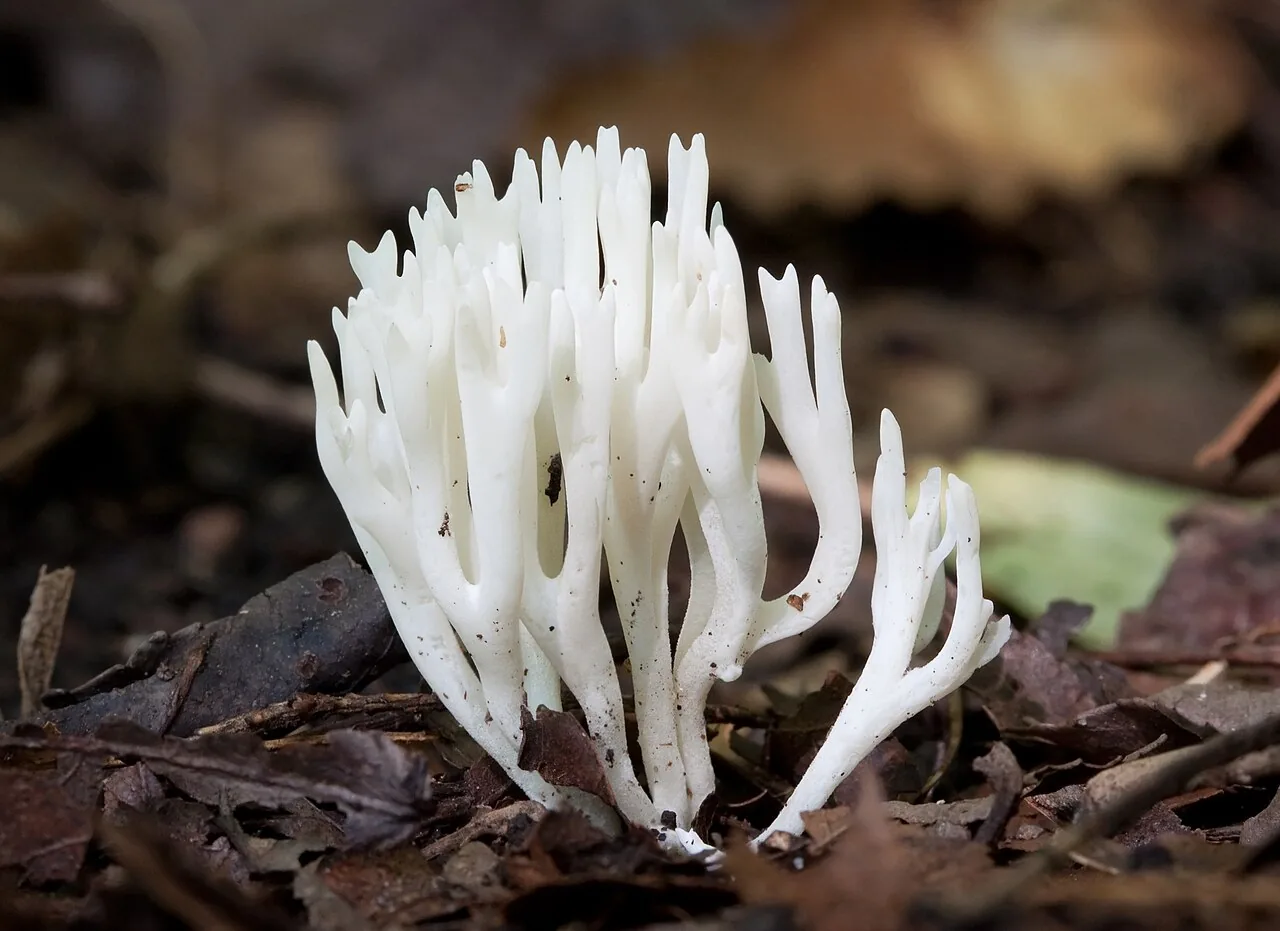 Ramariopsis ramarioides (Ramariopsis ramarioides) — photo mycologique
