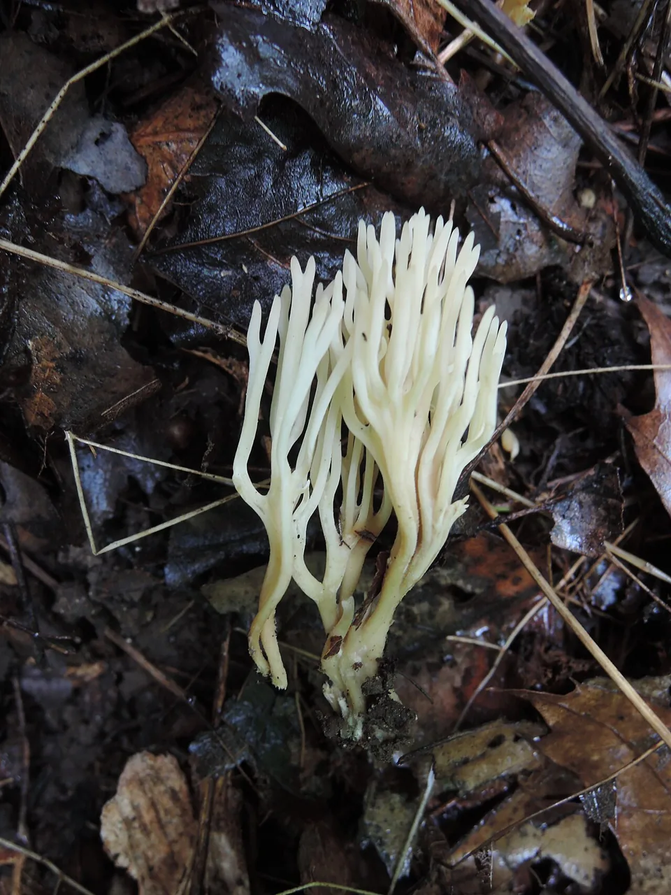 Ramariopsis subtilis (Ramariopsis subtilis) — photo mycologique