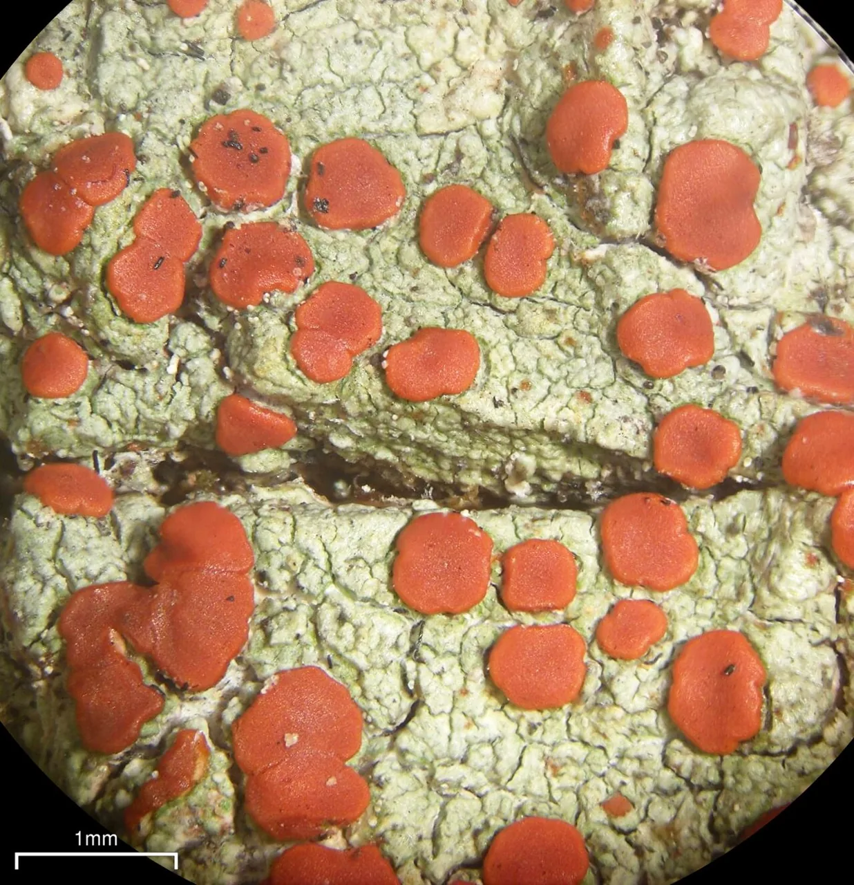 Ramboldia aurea (Ramboldia aurea) — photo mycologique