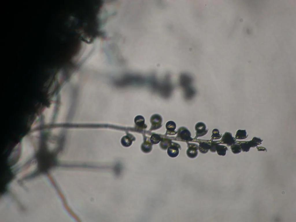 Ramicandelaber fabisporus (Ramicandelaber fabisporus) — photo mycologique
