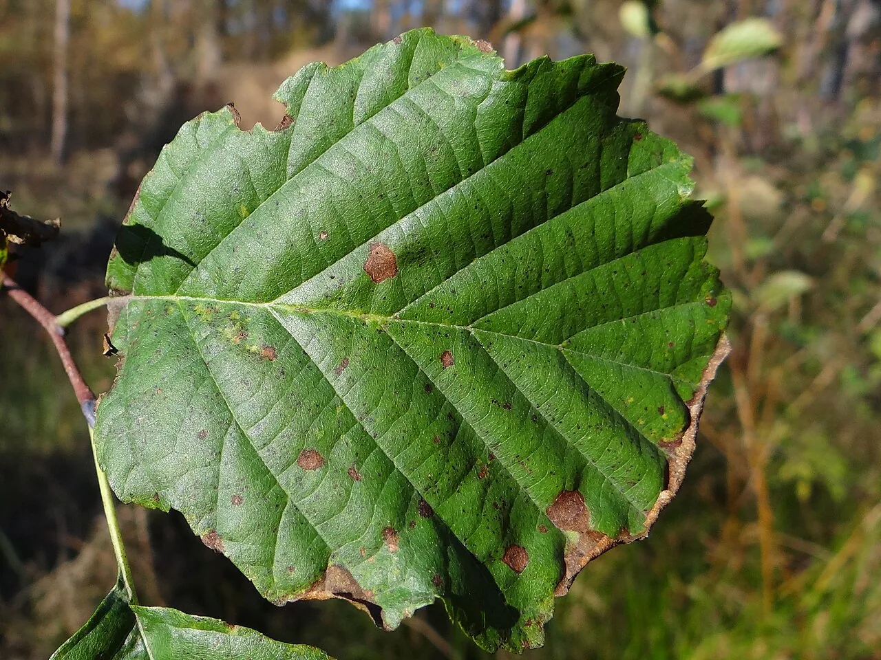 Ramularia alnicola (Ramularia alnicola) — photo mycologique