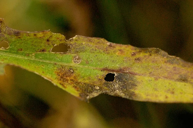 Ramularia centaureae (Ramularia centaureae) — photo mycologique