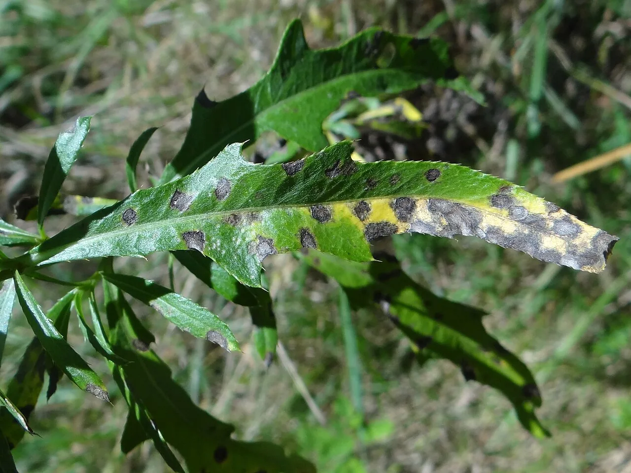 Ramularia cirsii (Ramularia cirsii) — photo mycologique