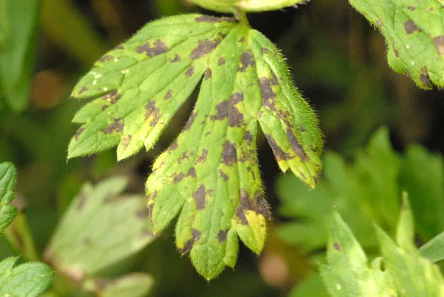 Ramularia didyma (Ramularia didyma) — photo mycologique