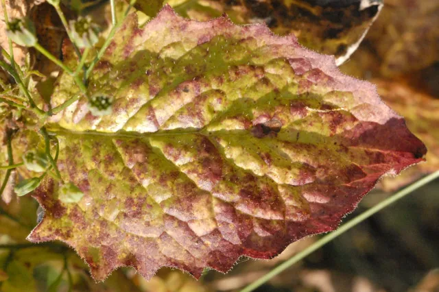Ramularia lapsanae (Ramularia lapsanae) — photo mycologique