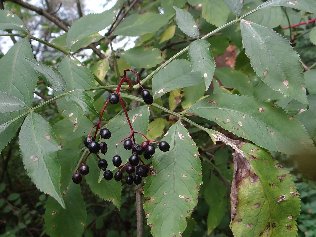 Ramularia sambucina (Ramularia sambucina) — photo mycologique
