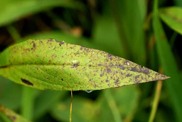 Ramularia succisae (Ramularia succisae) — photo mycologique
