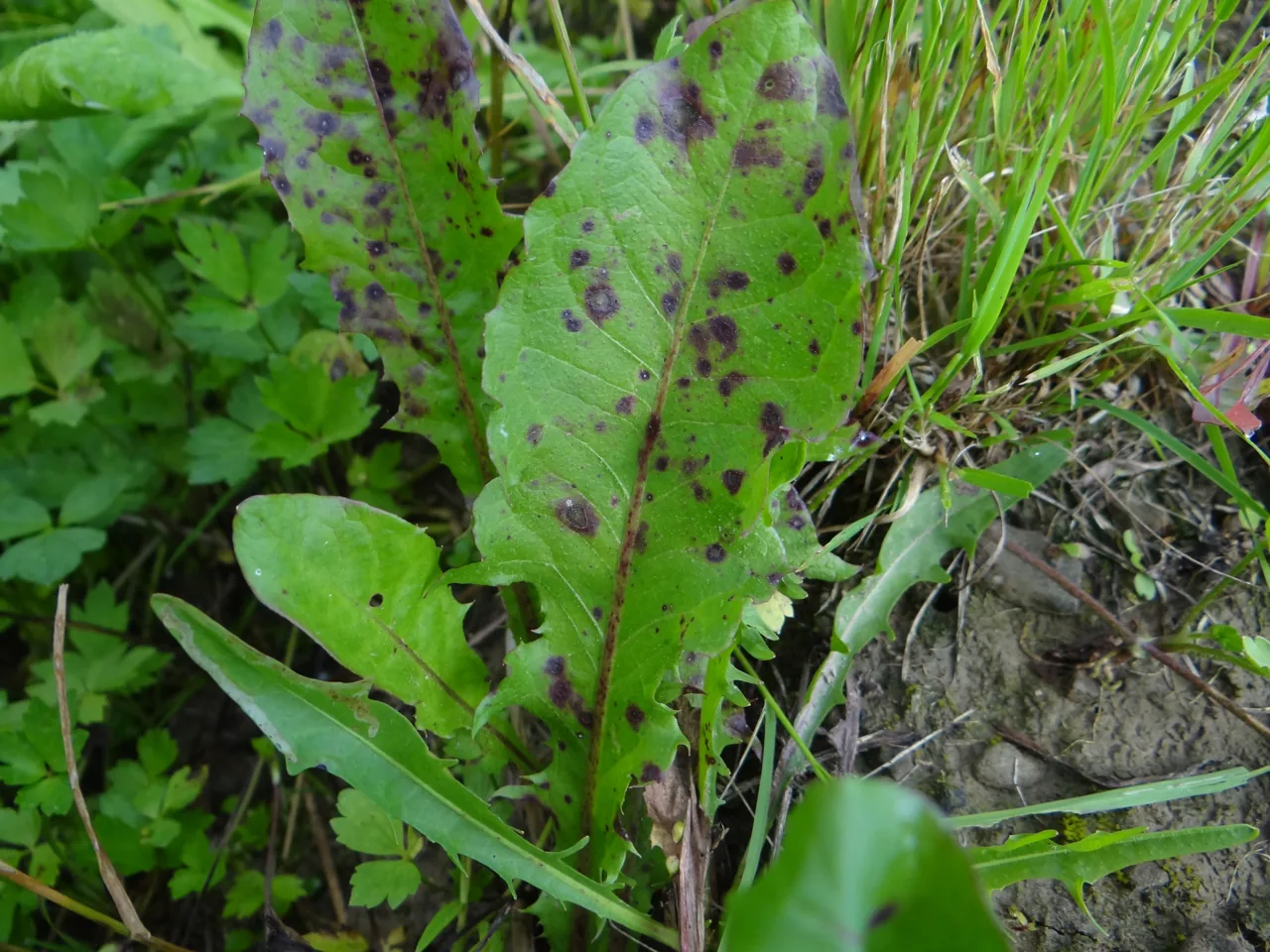 Ramularia taraxaci (Ramularia taraxaci) — photo mycologique