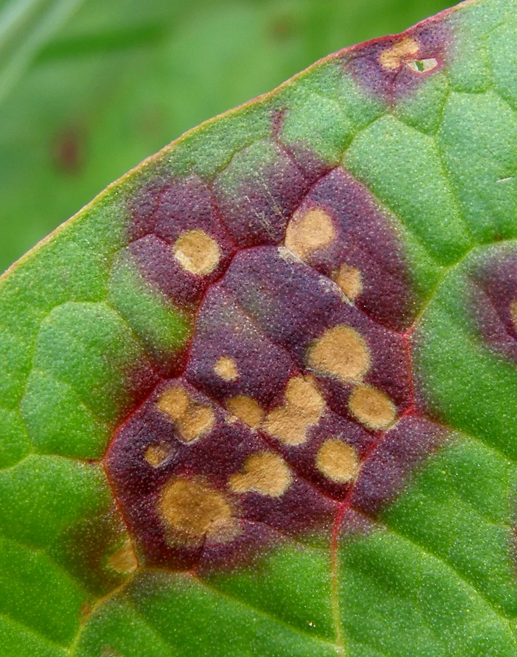 Ramularia uredinearum (Ramularia uredinearum) — photo mycologique