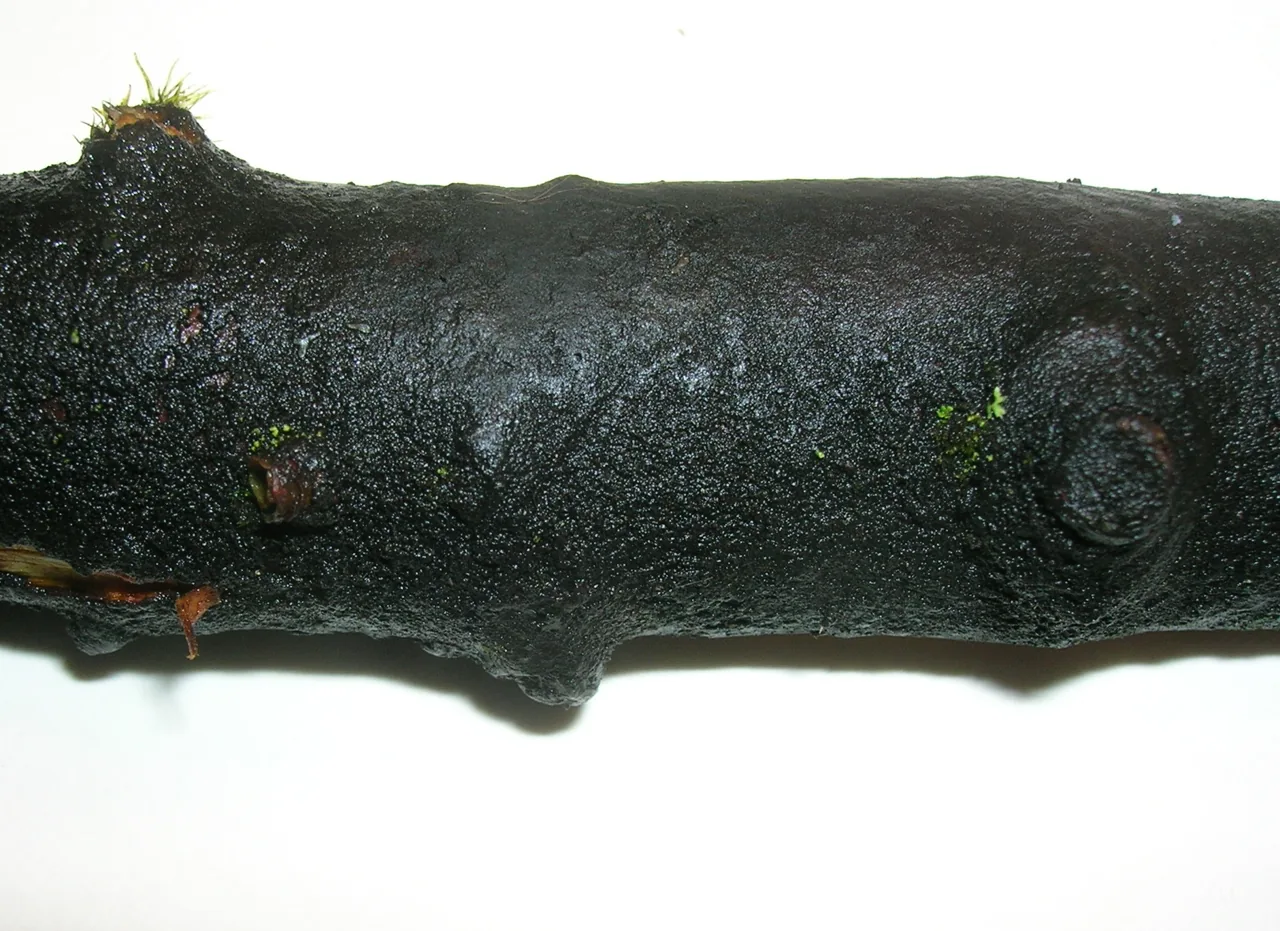 Readeriella patrickii (Readeriella patrickii) — photo mycologique