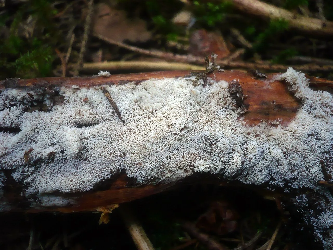 Rectipilus afibulatus (Rectipilus afibulatus) — photo mycologique