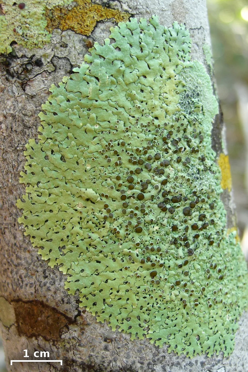 Relicina terricrocodila (Relicina terricrocodila) — photo mycologique