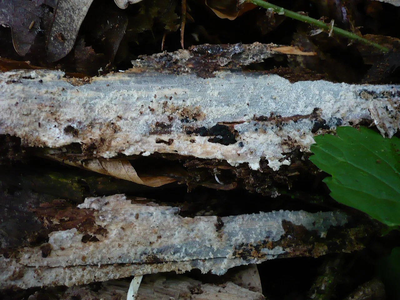 Resinicium granulare (Resinicium granulare) — photo mycologique