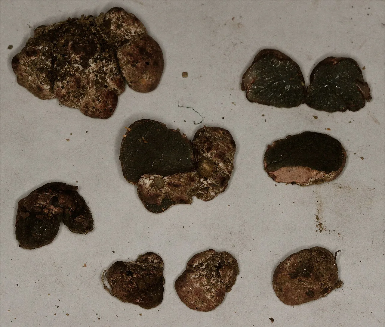 Restingomyces guzmanianus (Restingomyces guzmanianus) — photo mycologique
