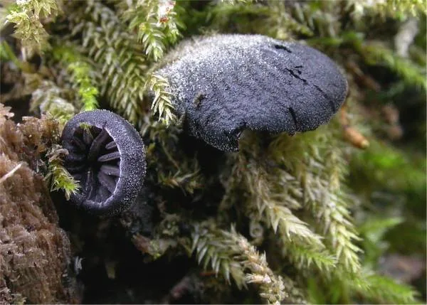Resupinatus yunnanensis (Resupinatus yunnanensis) — photo mycologique