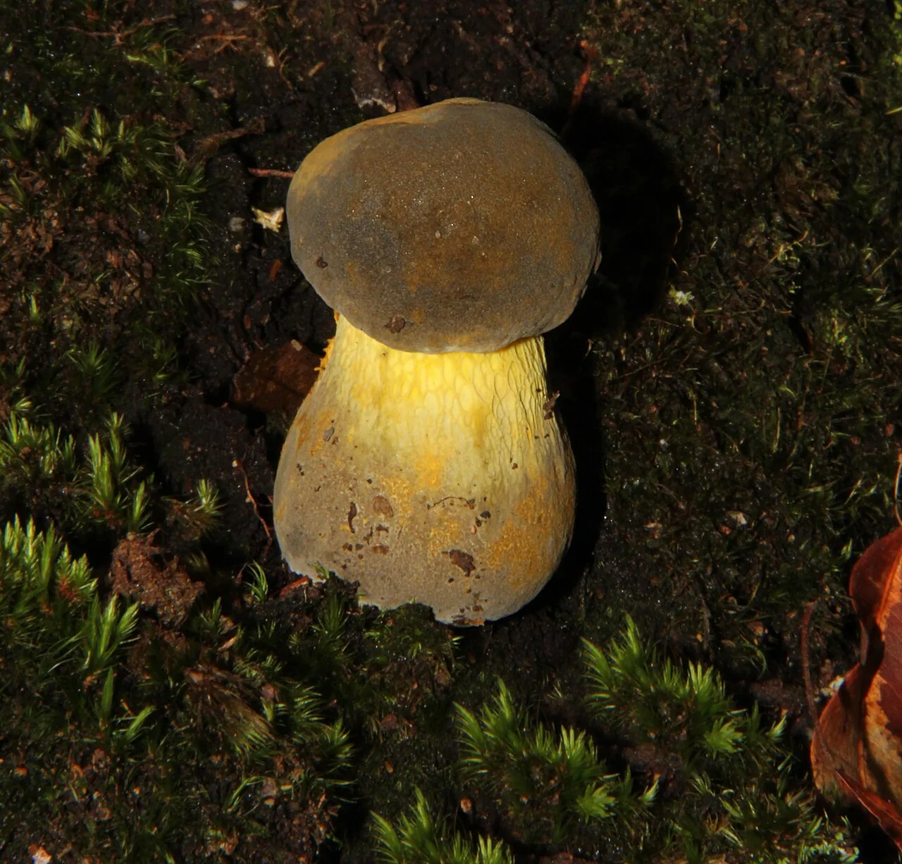 Retiboletus flavoniger (Retiboletus flavoniger) — photo mycologique