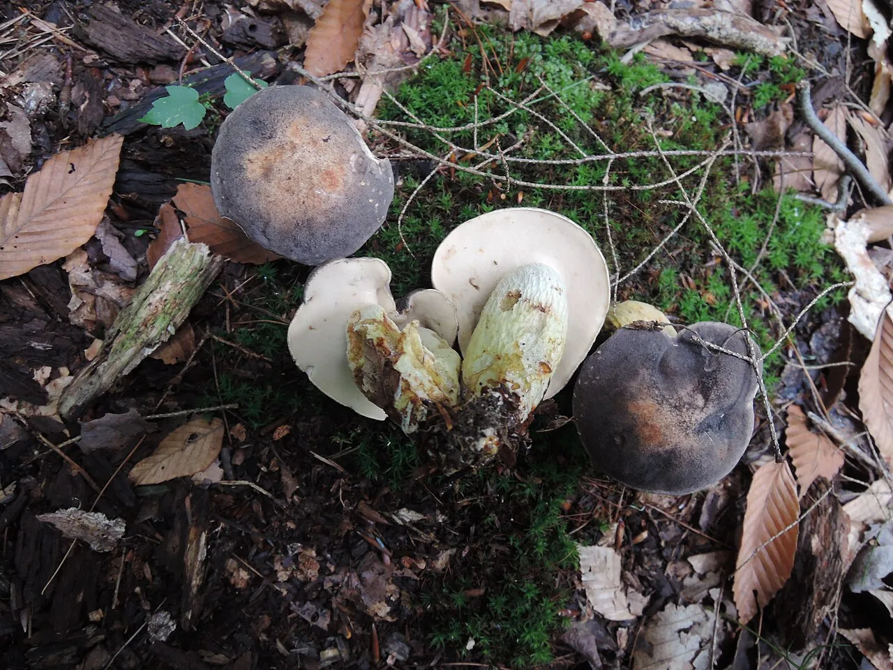 Retiboletus fuscus (Retiboletus fuscus) — photo mycologique