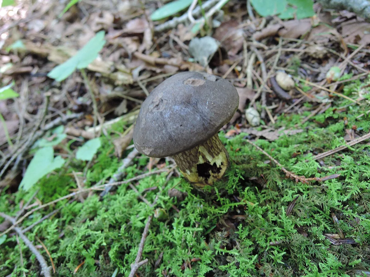 Retiboletus nigerrimus (Retiboletus nigerrimus) — photo mycologique