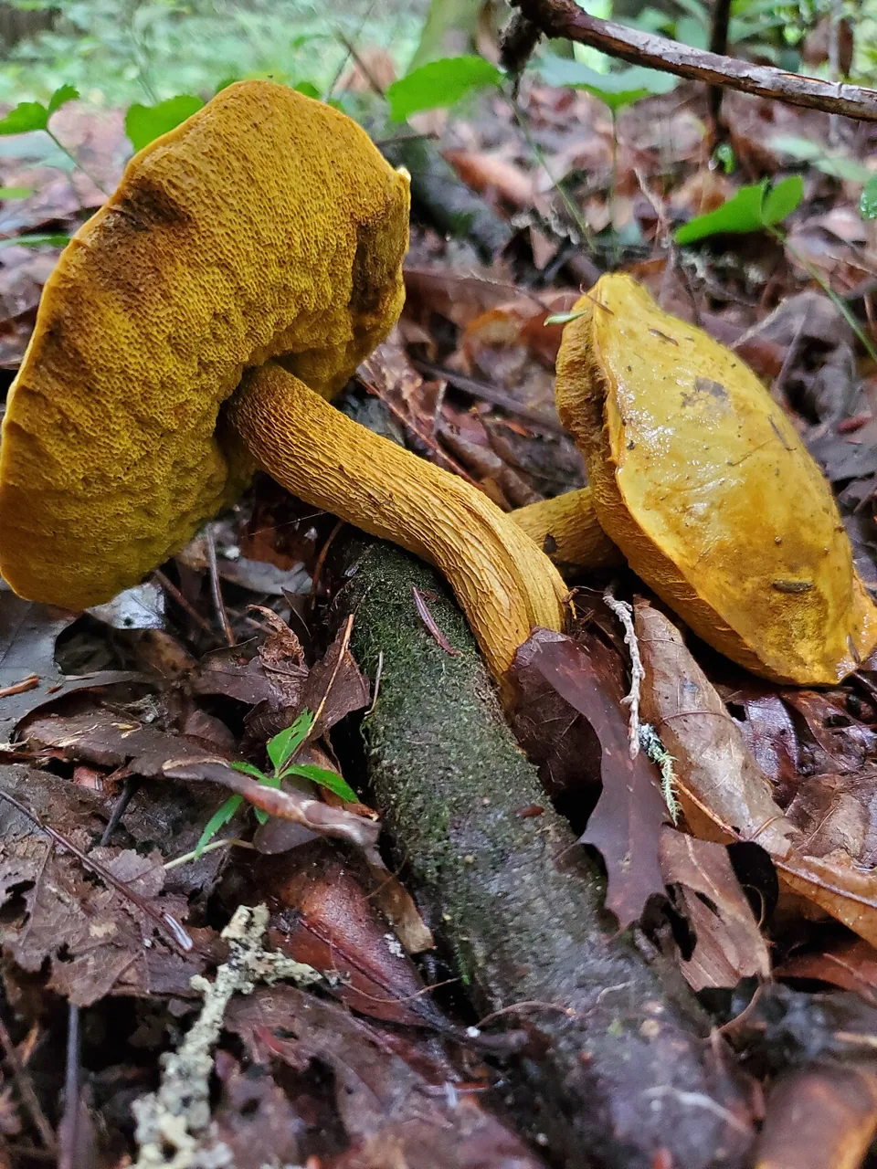 Retiboletus retipes (Retiboletus retipes) — photo mycologique