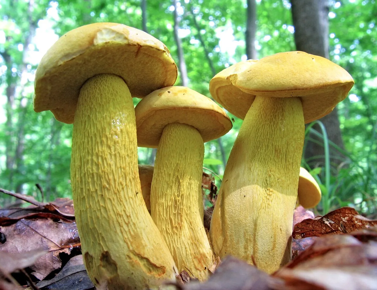 Retiboletus zhangfeii (Retiboletus zhangfeii) — photo mycologique