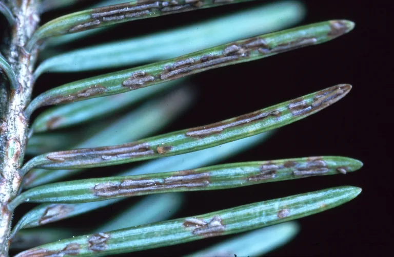 Rhabdocline pseudotsugae (Rhabdocline pseudotsugae) — photo mycologique
