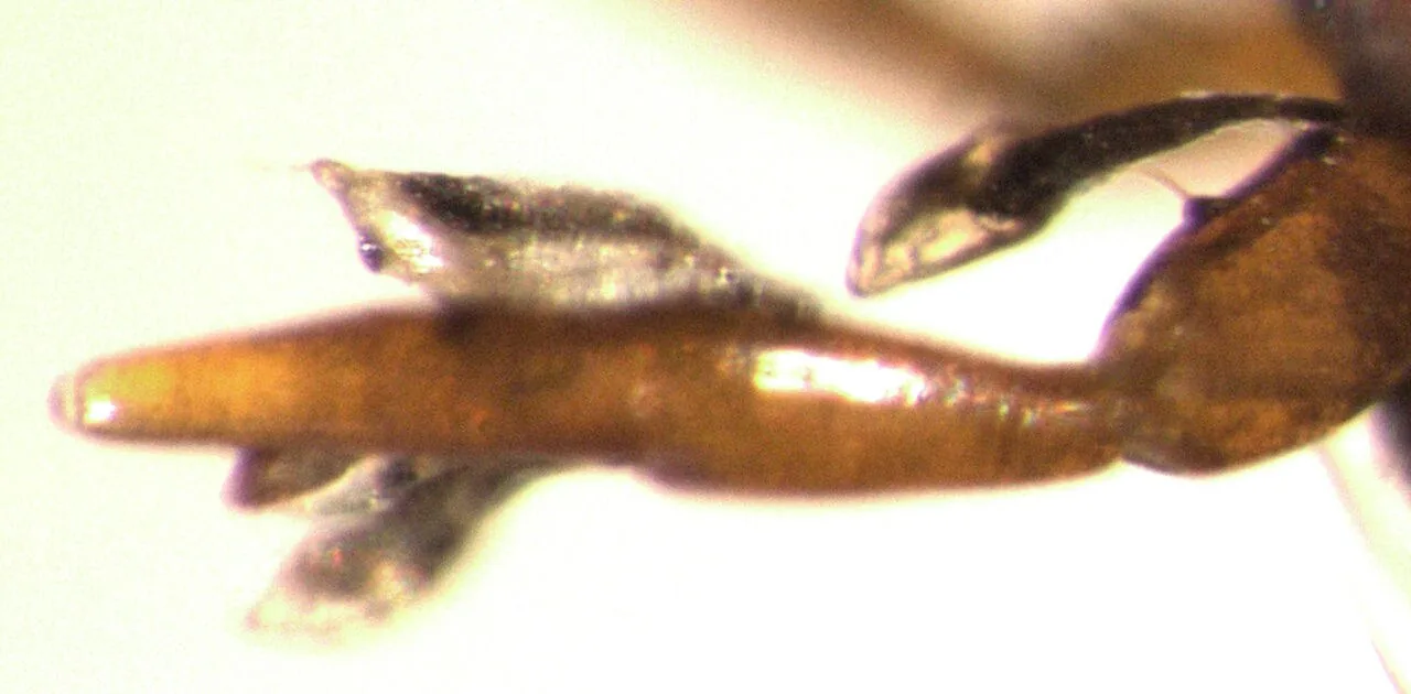 Rhachomyces maublancii (Rhachomyces maublancii) — photo mycologique