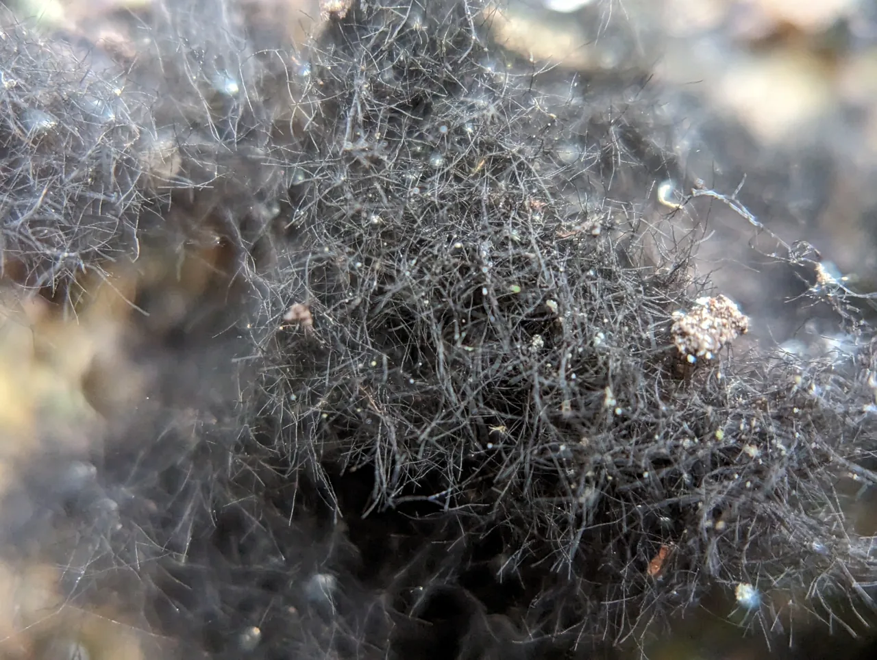 Rhacodiopsis rupestris (Rhacodiopsis rupestris) — photo mycologique