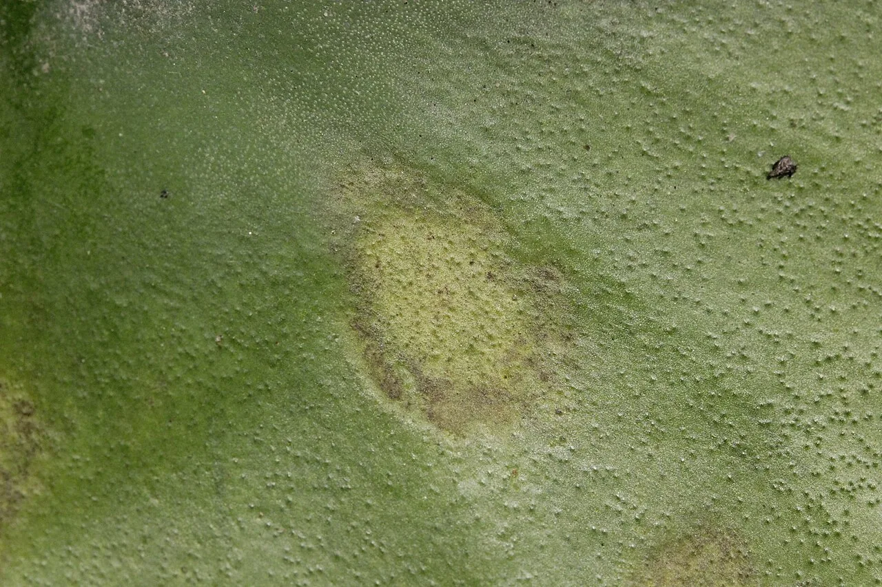 Rhamphospora nymphaeae (Rhamphospora nymphaeae) — photo mycologique