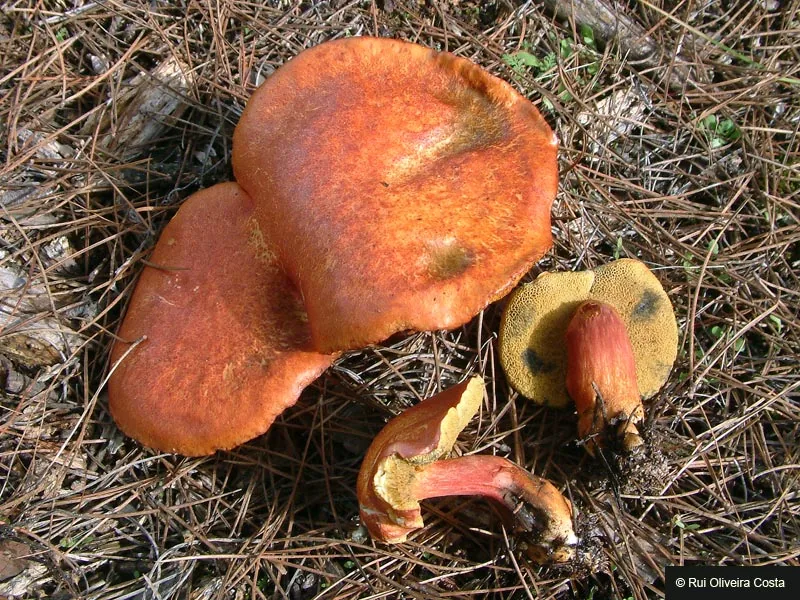 Rheubarbariboletus armeniacus (Rheubarbariboletus armeniacus) — photo mycologique