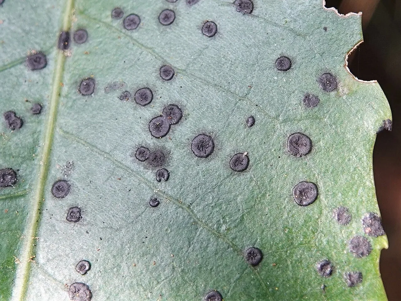 Rhipidocarpon javanicum (Rhipidocarpon javanicum) — photo mycologique