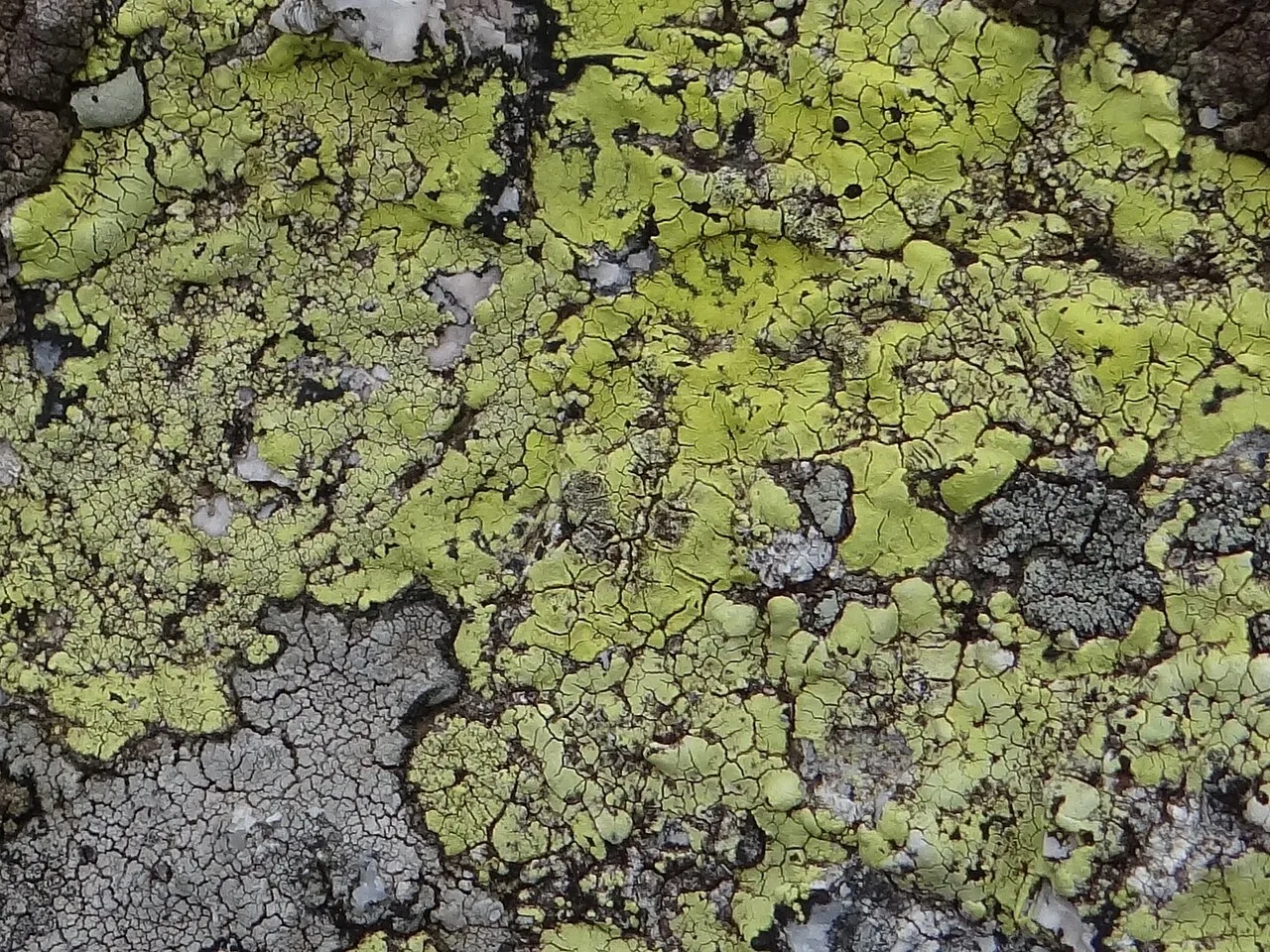 Rhizocarpon alpicola (Rhizocarpon alpicola) — photo mycologique