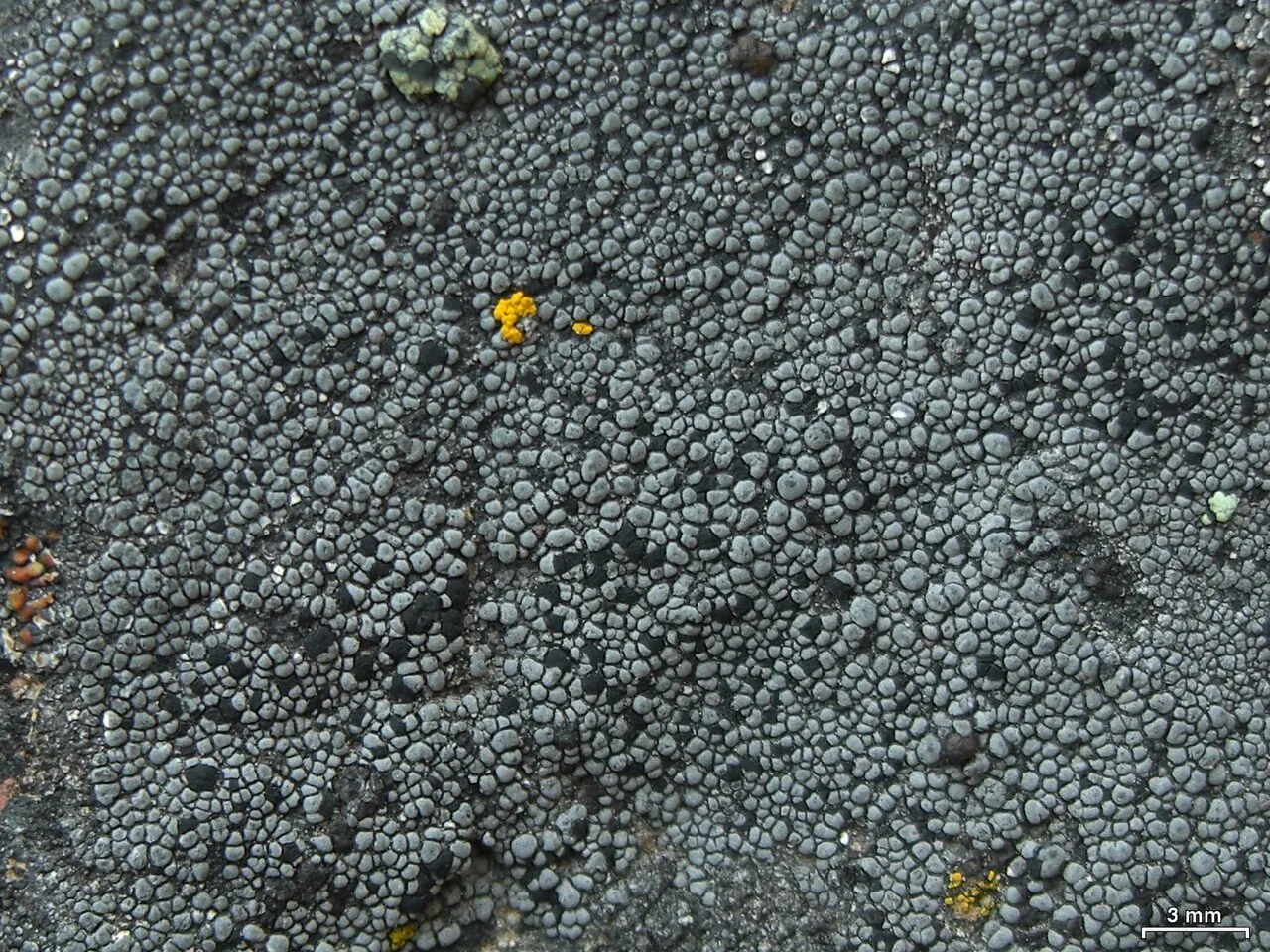 Rhizocarpon disporum (Rhizocarpon disporum) — photo mycologique