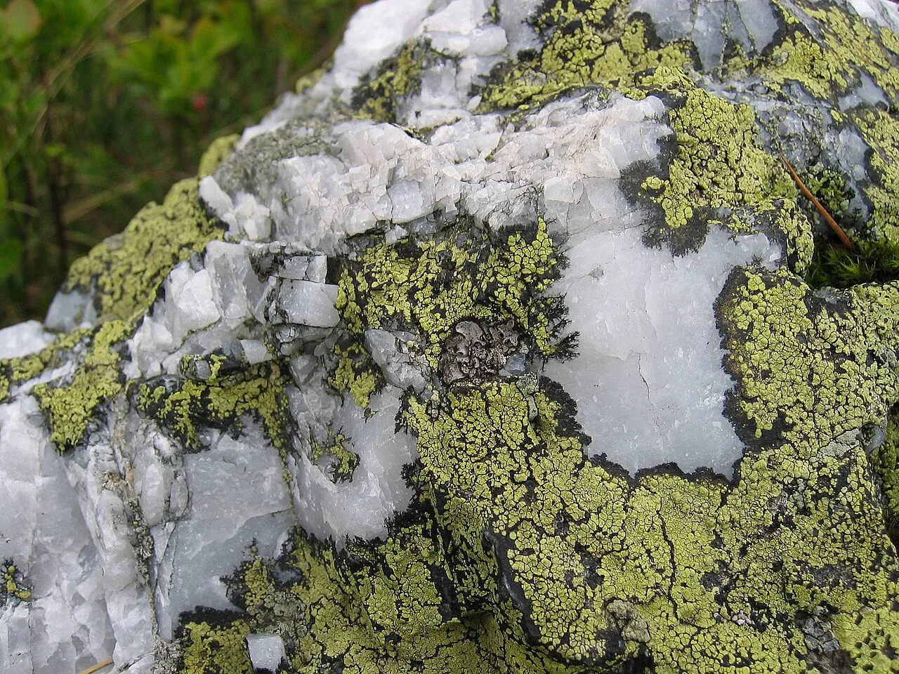 Rhizocarpon geographicum (Rhizocarpon geographicum) — photo mycologique