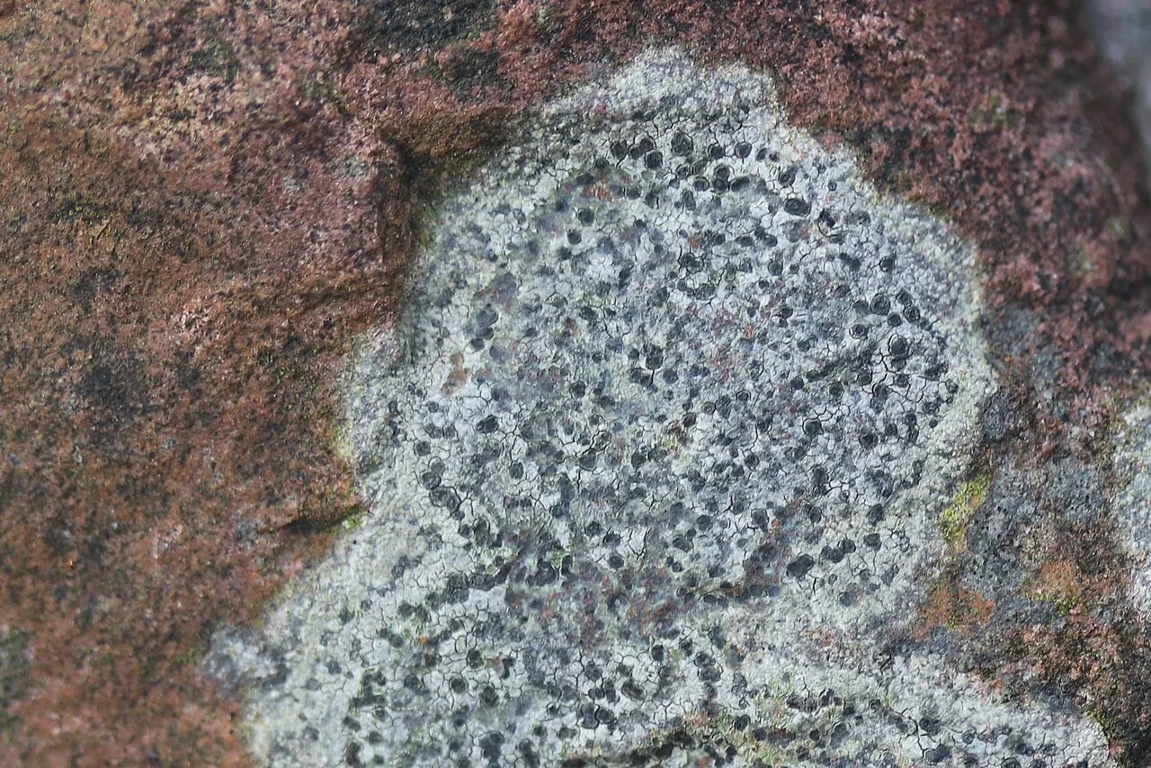 Rhizocarpon reductum (Rhizocarpon reductum) — photo mycologique