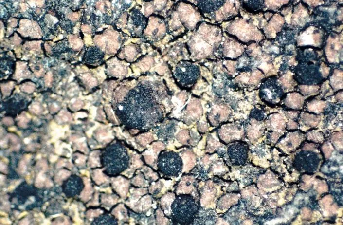 Rhizocarpon subgeminatum (Rhizocarpon subgeminatum) — photo mycologique