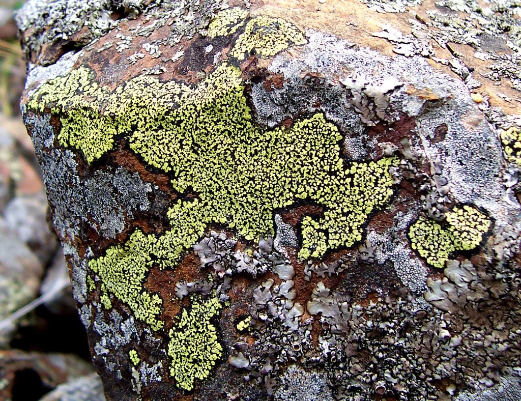Rhizocarpon timdalii (Rhizocarpon timdalii) — photo mycologique