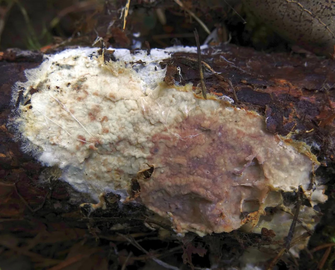 Rhizochaete flava (Rhizochaete flava) — photo mycologique