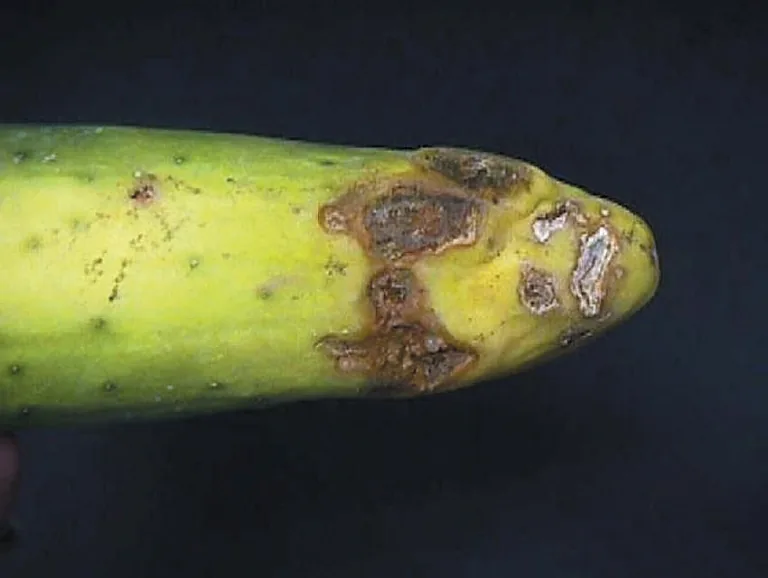 Rhizoctonia menthae (Rhizoctonia menthae) — photo mycologique