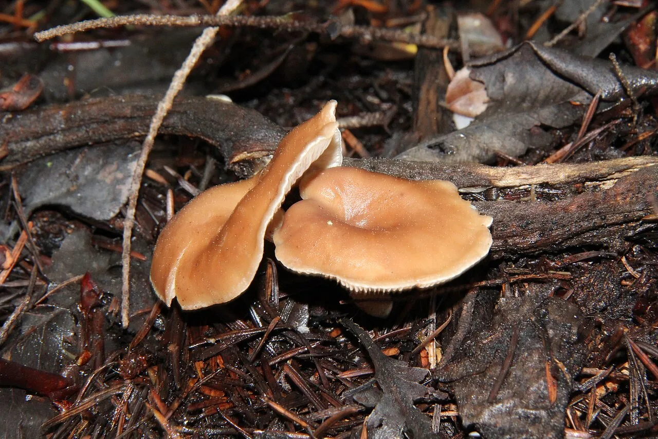 Rhizocybe albida (Rhizocybe albida) — photo mycologique