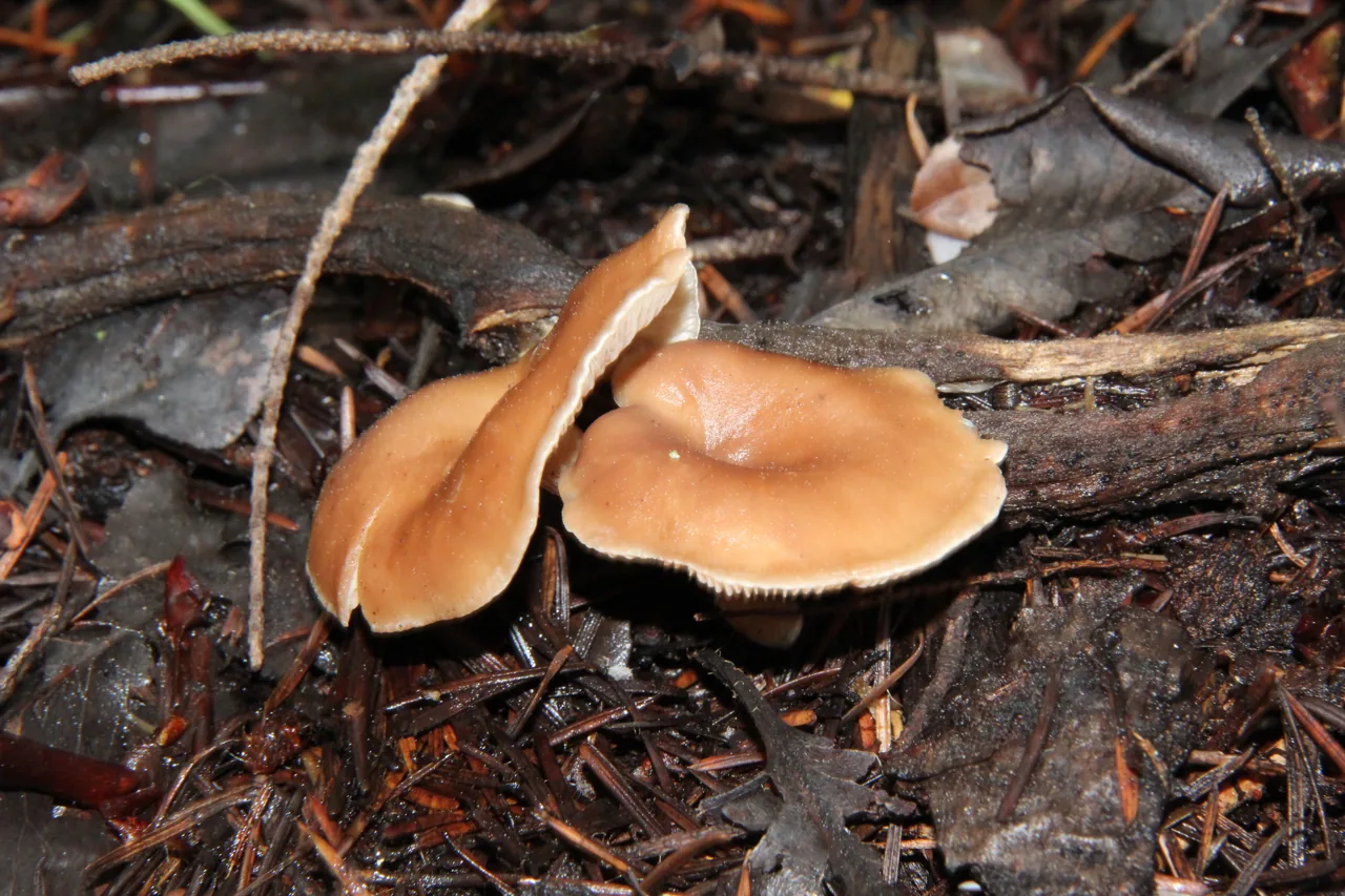 Rhizocybe vermicularis (Rhizocybe vermicularis) — photo mycologique